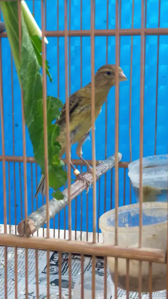 Burung kenari yasf x gbsf anak jantan
