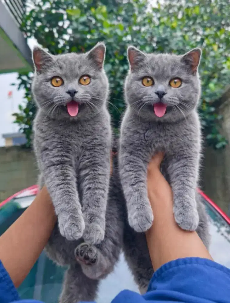 British shorthair blue solid betina 4 bulan