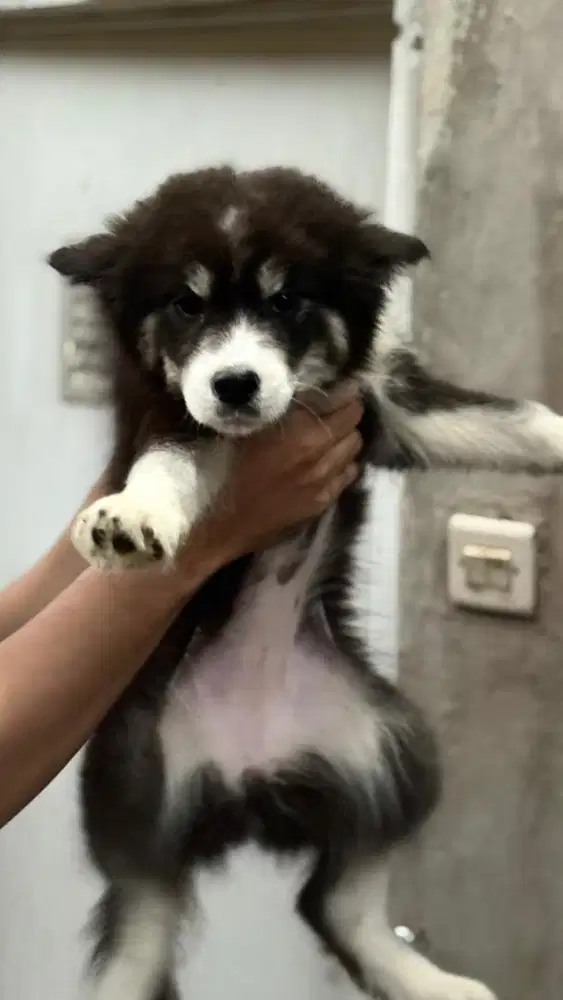 Siberian husky puppy male female