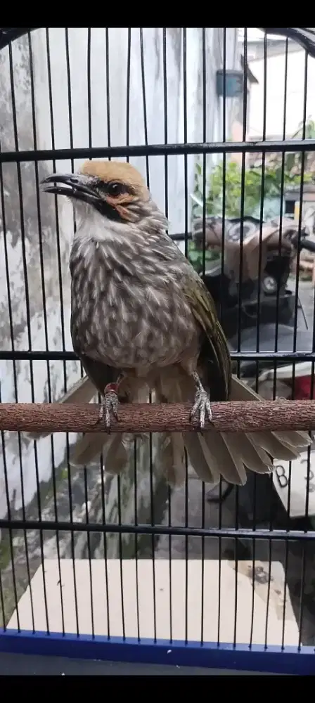 Cucak rowo bige mapan