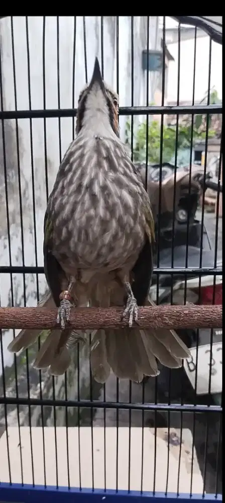 Cucak rowo bige mapan