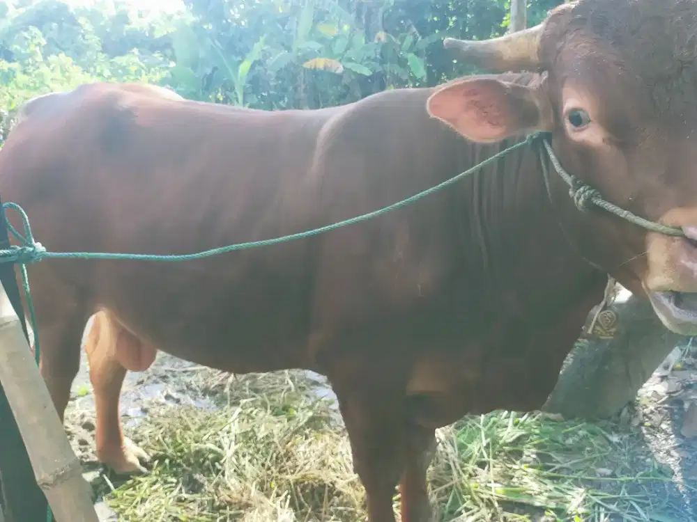 Sapi untuk kurban
