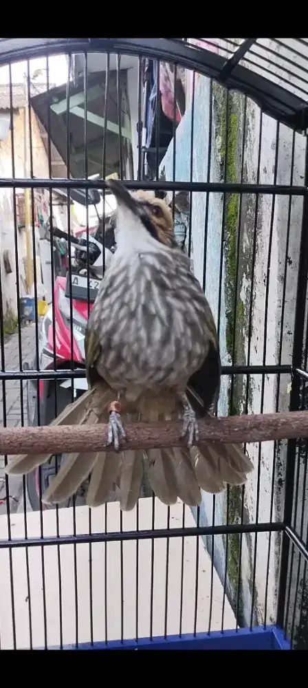 Cucak rowo big mapan