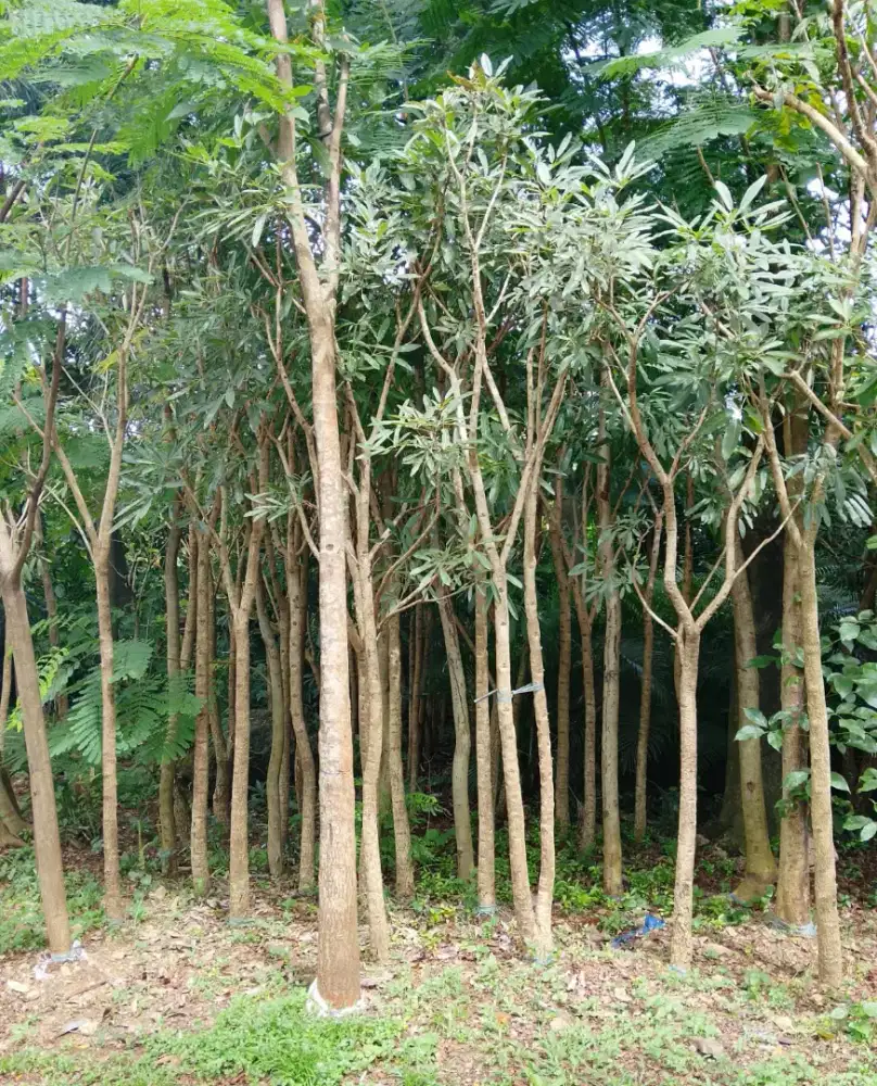 Tanaman Tabebuya | Harga Murah