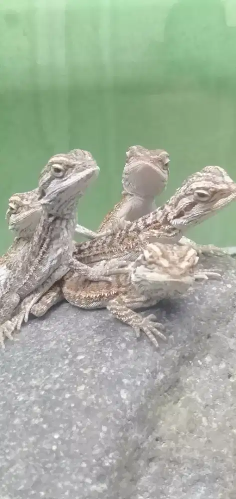 Breaded dragon normal