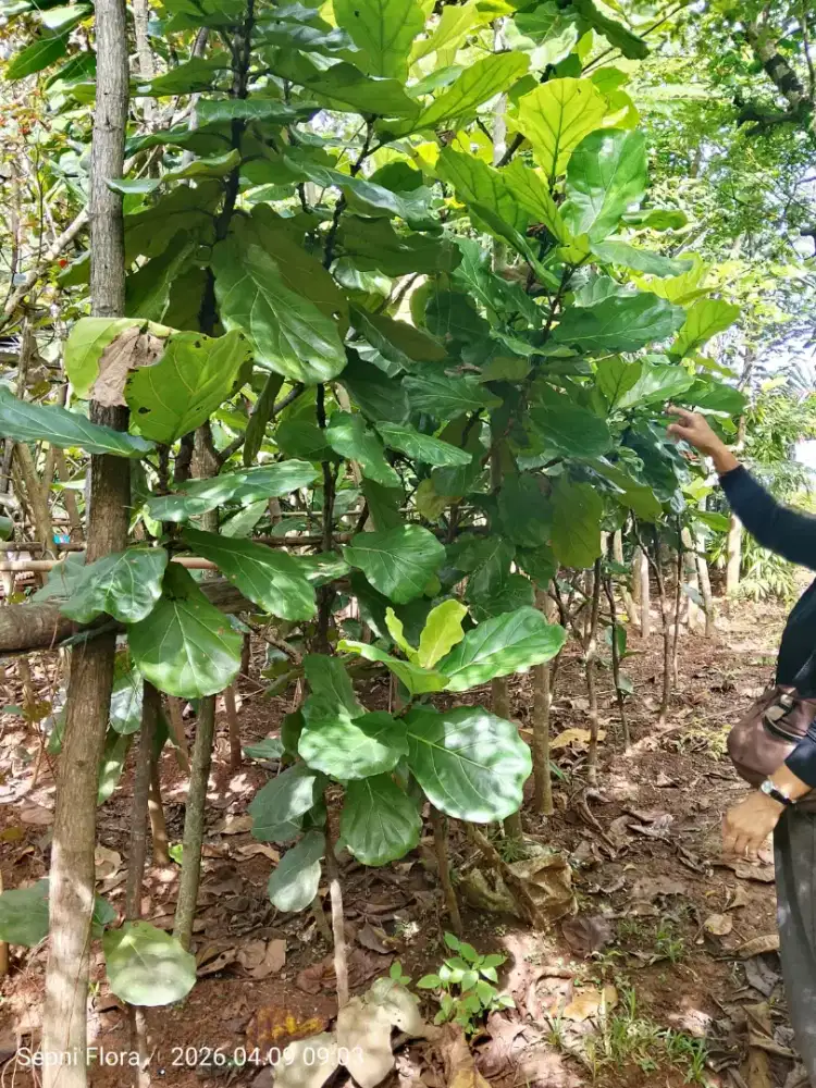 Ketapang Biola tinggi 2 meter