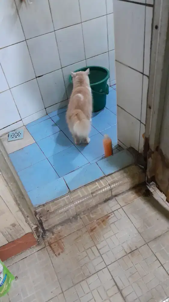 Jasa bersih bersih rumah