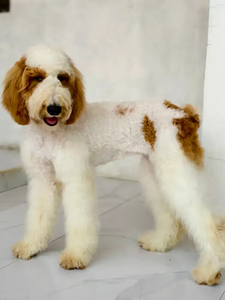 Borongan 6 ekor giant poodle