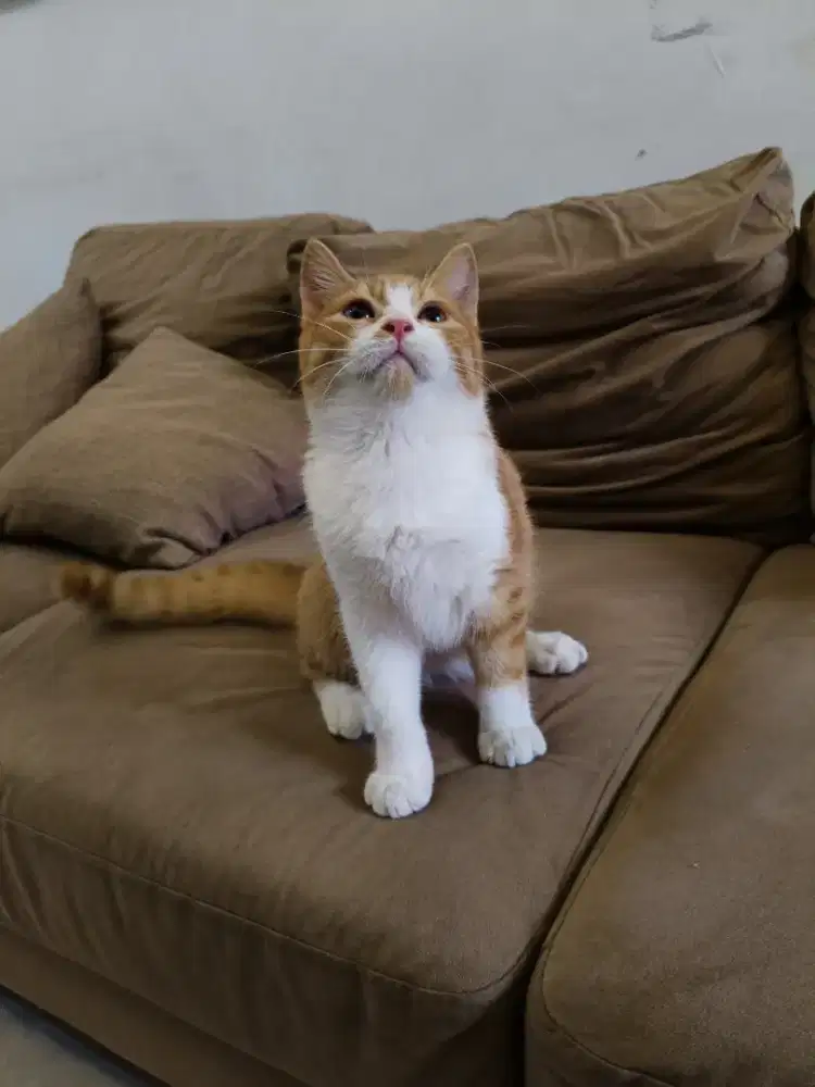 Kucing BSH bicolor 5 bulan jantan