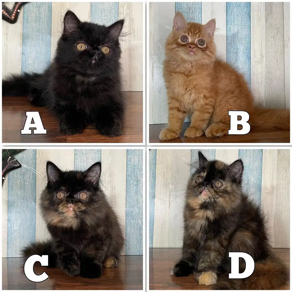 Kucing kitten persia jantan & betina