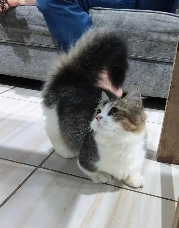 Kucing munchkin bsh british shorthair