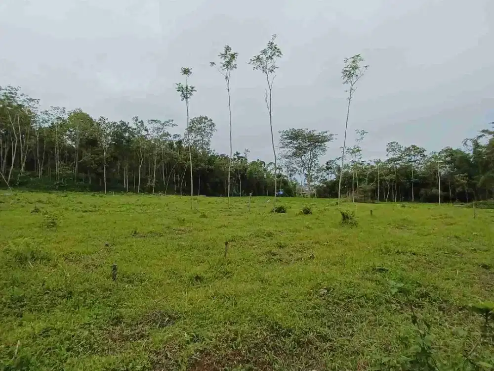 Tanah kering di dataran tinggi jauh dari pemukiman cocok untuk peternakan