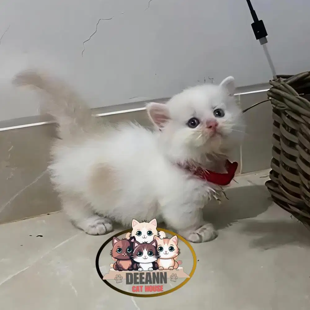 Kucing Munchkin Ragdoll Blue Eyes