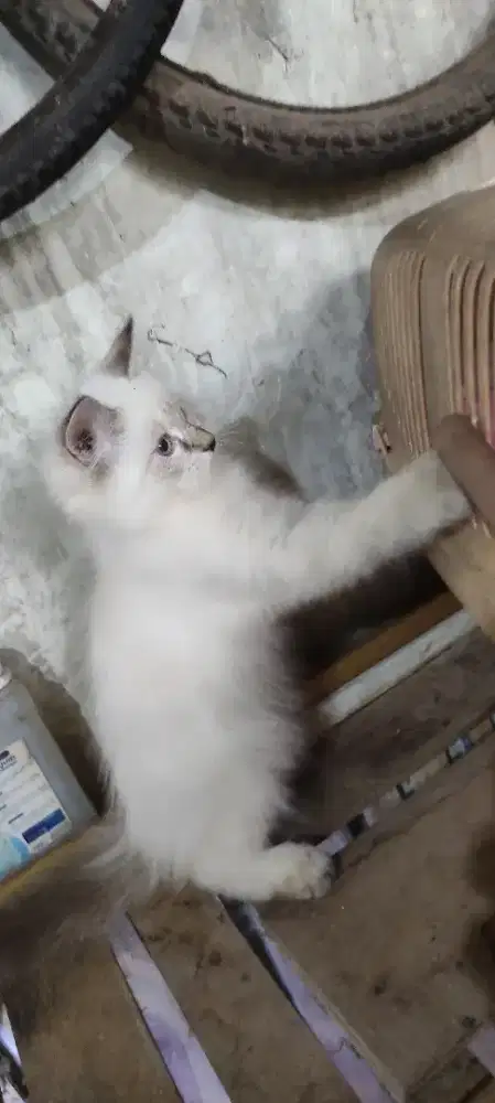 kucing kitten ras persia mix ragdoll tulangan besar hehat lincah