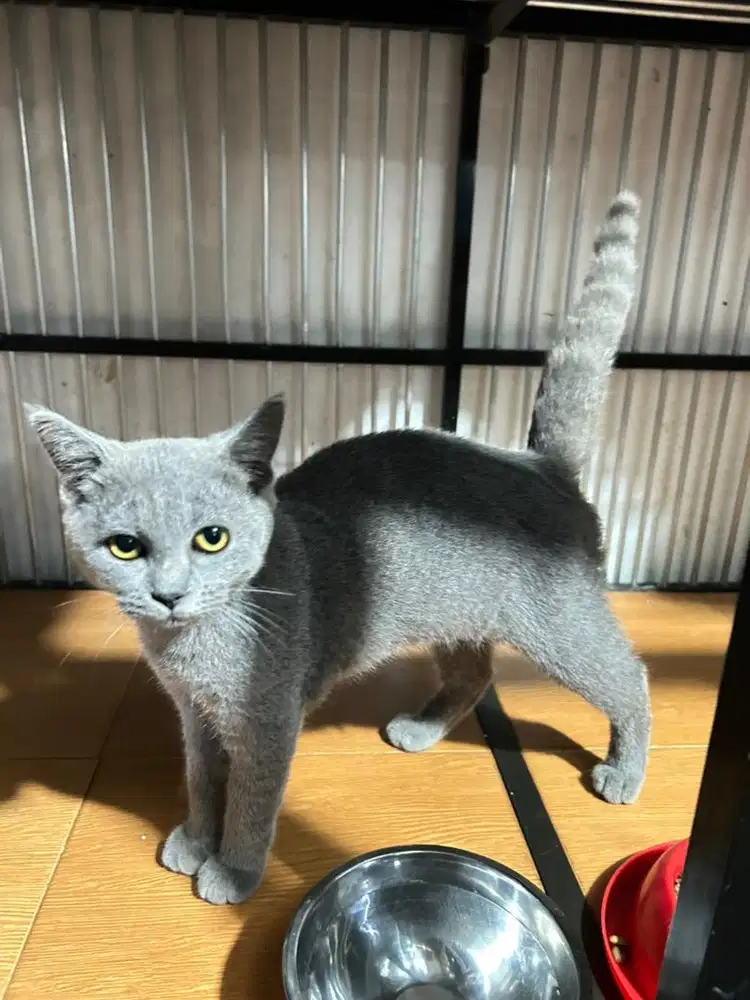 Kucing BSH kitten Betina 4bln