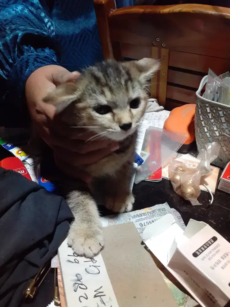 Asisten Rumah Tangga