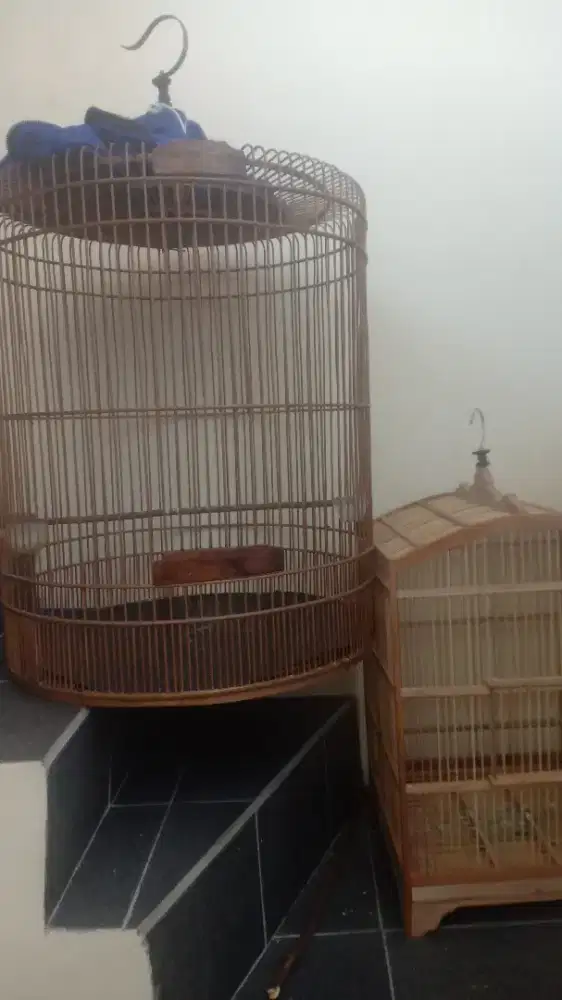 Murai no 1 bonus kandang mentah no 1