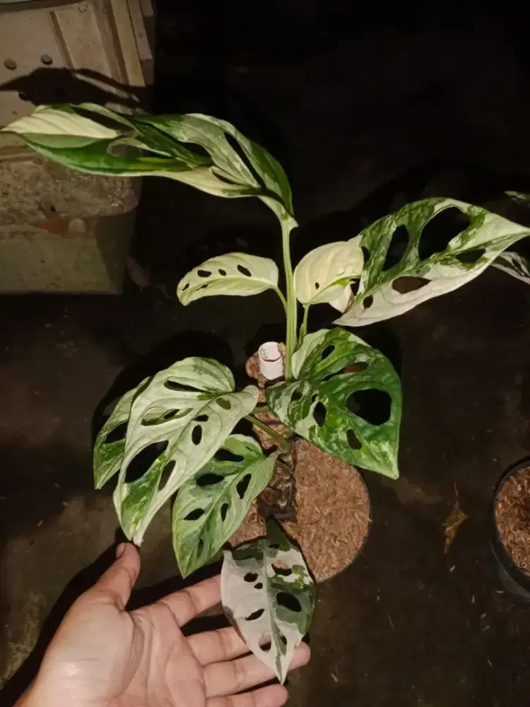 Janbol Jepang varigata