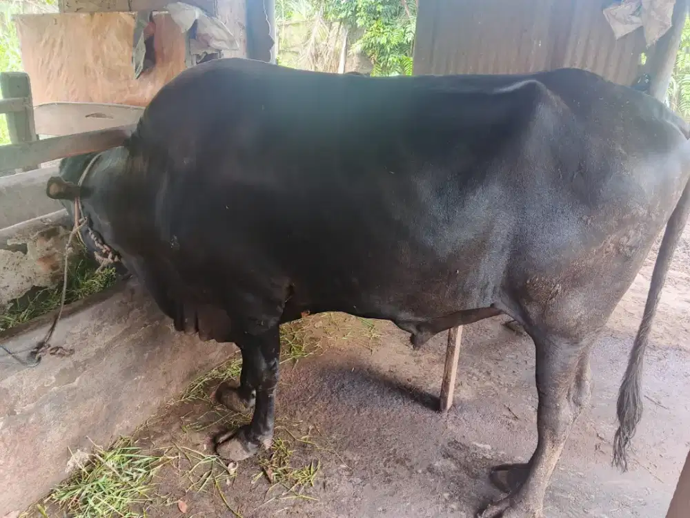 Sapi sehat kurban