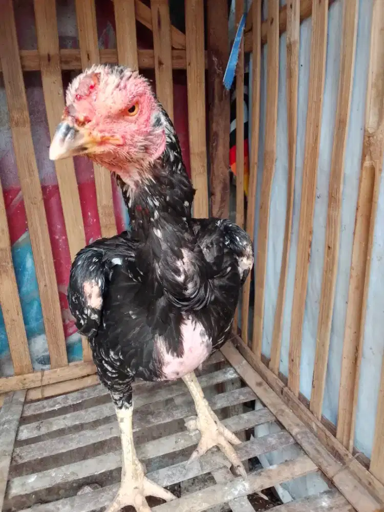 Pny biangan body gede sdh produksi jns pakhoy minat wa