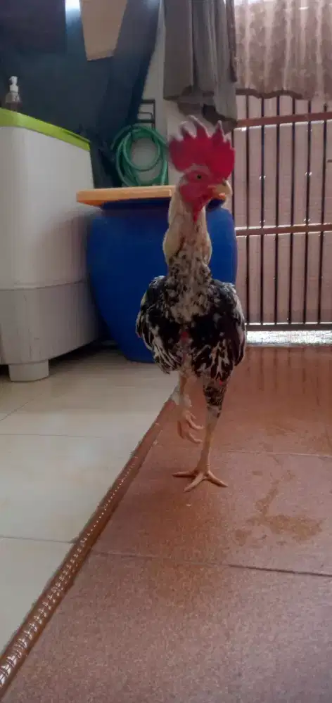 Pacek Pama kawin dudukan+BK.mangon pro4. /Paket/salahsatu boleh