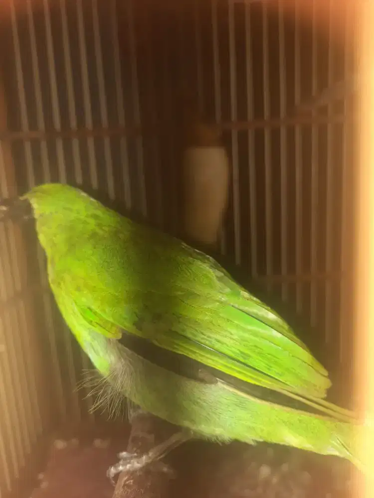 Kutilang body besar usia mapan ktp jatim..