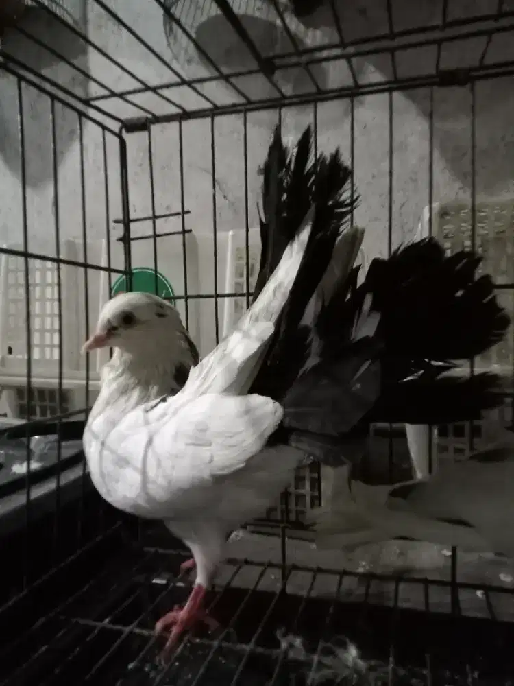 Merpati kipas sepasang