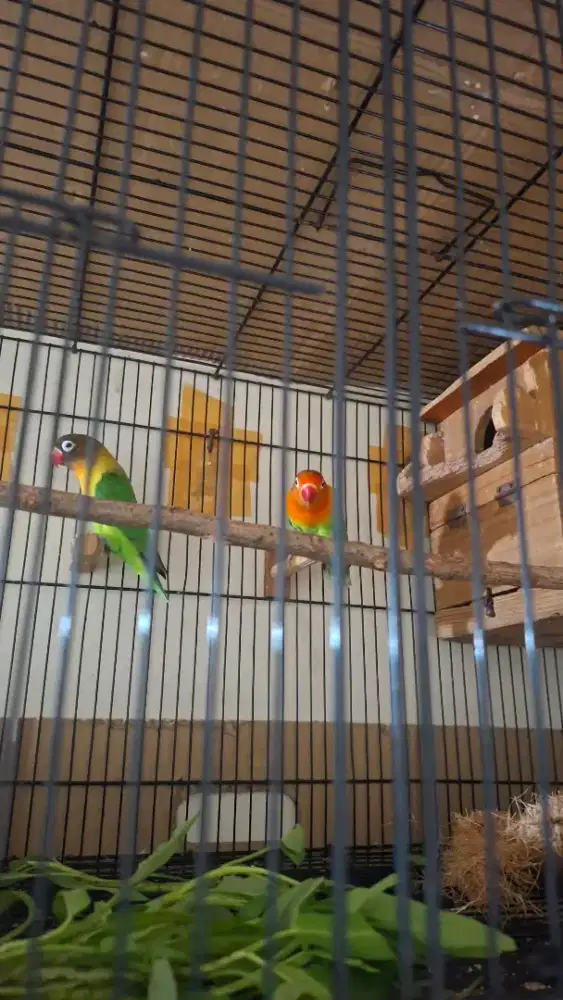 Jual burung lovebird sepasang udah bertelor