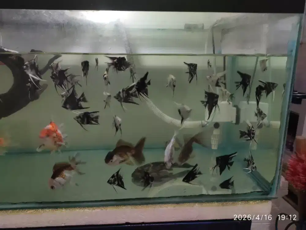 Ikan manfish (layang-layang)