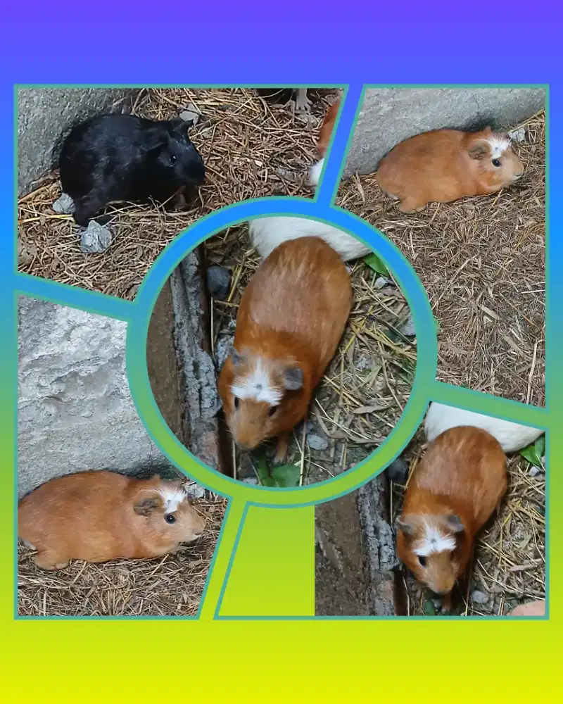 Marmut hias american