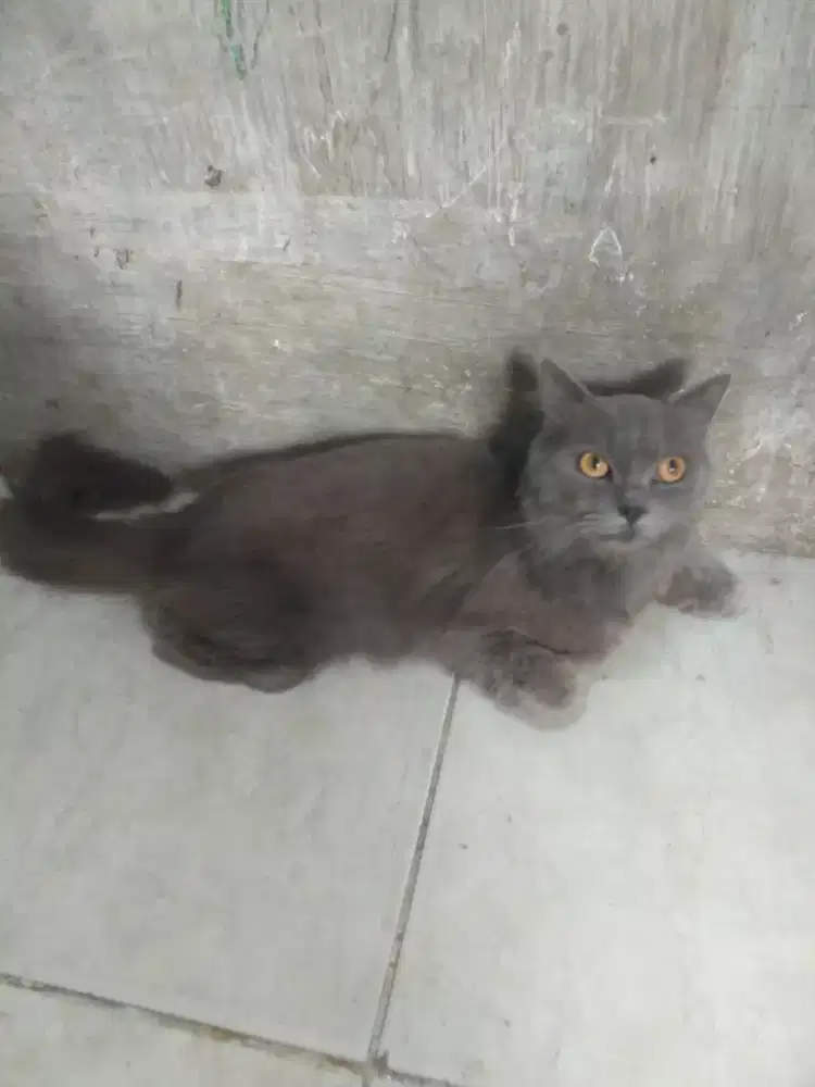 Open adopsi kucing British shorthair/bt ayam siam sepasang