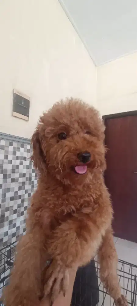 Red toy poodle betina 3th
