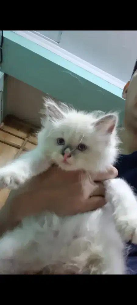 kucing ragdoll umur 2 bulan jantan dan betina, aktif,sehat lincah.