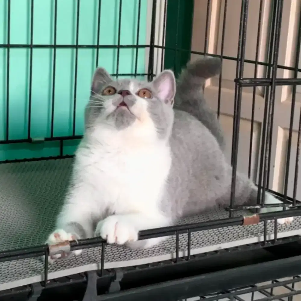 BSH BRITISH SHORTHAIR BRITISH SHORT HAIR BICOLOR