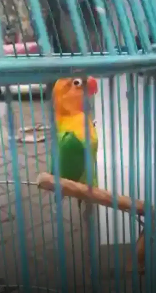 Burung lovebird green burja