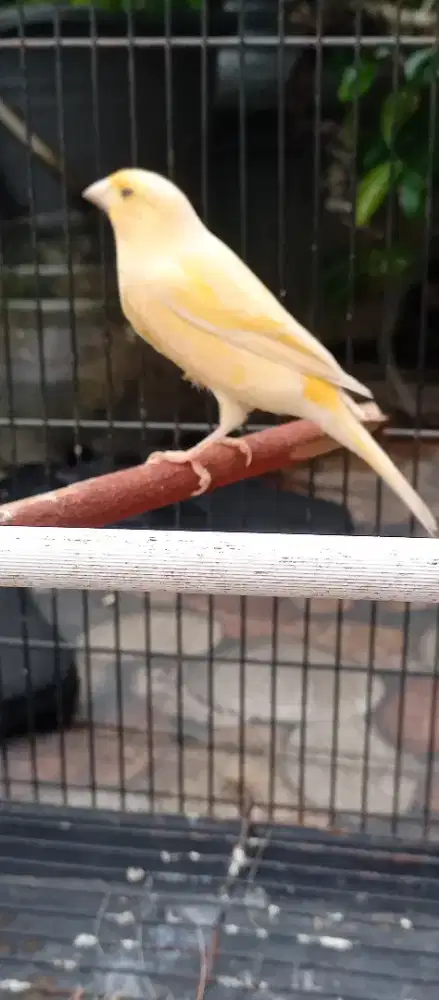 Kenari betina seri loper  body big siap kawin