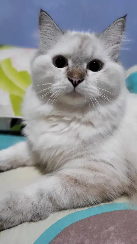 Red point and seal point