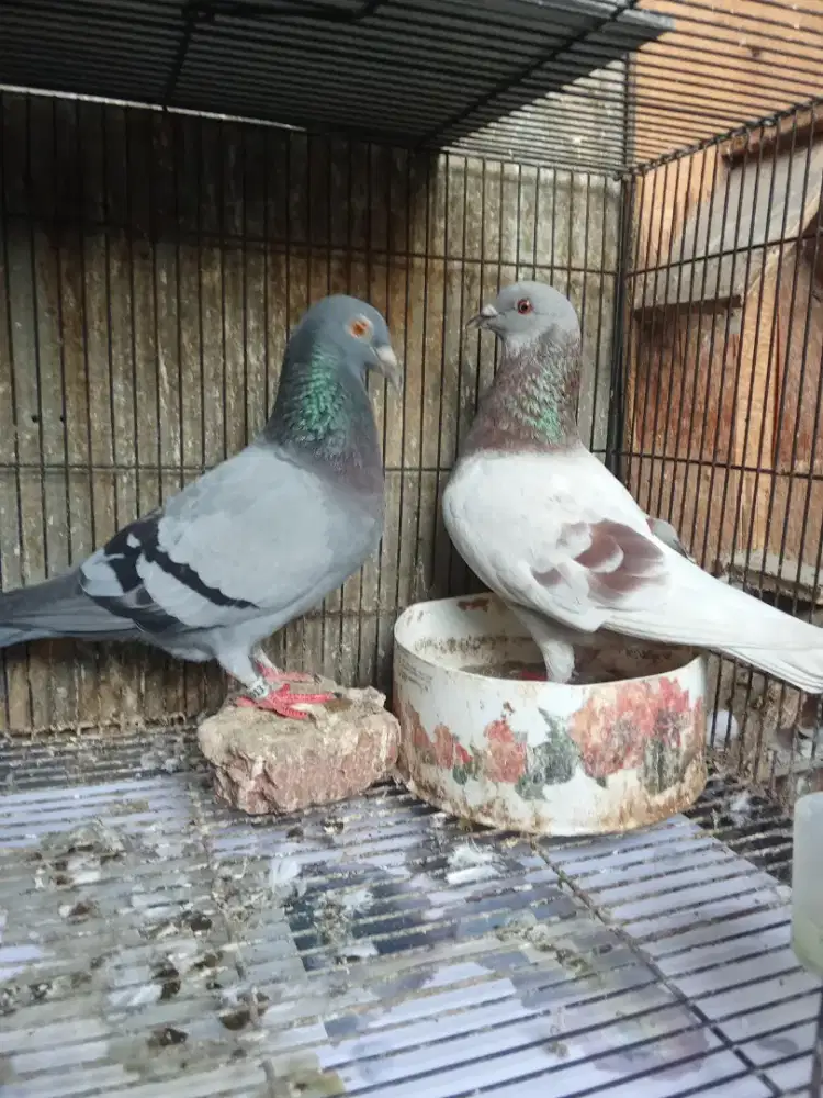 Piyik dan induknya merpati pos