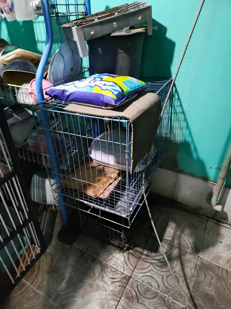 Kandang kucing besi