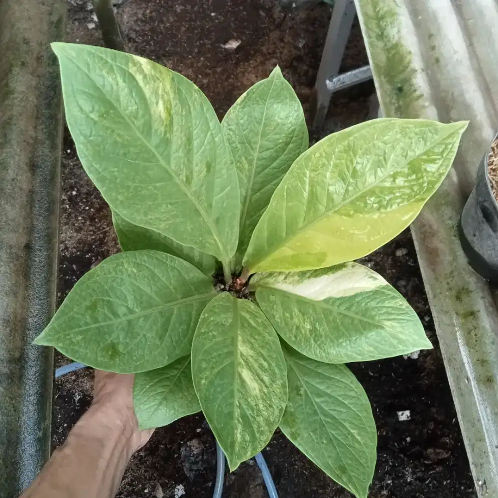 Tanaman hias anthurium