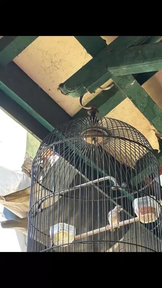 Burung Sanger Rajin  Bunyi