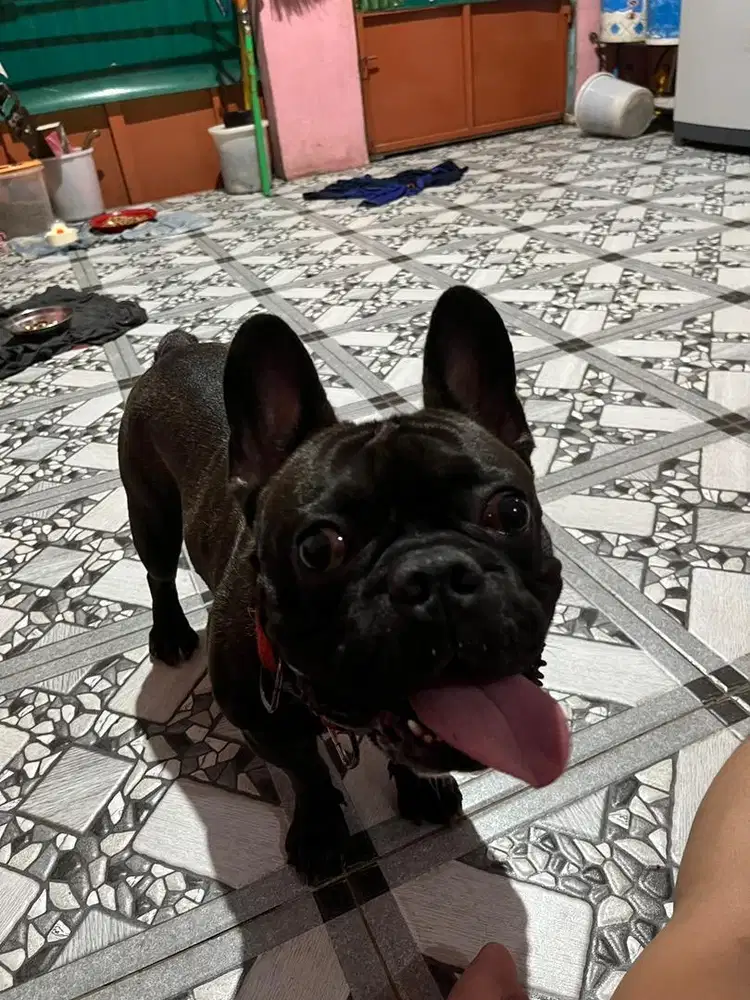 Open stud french bulldog