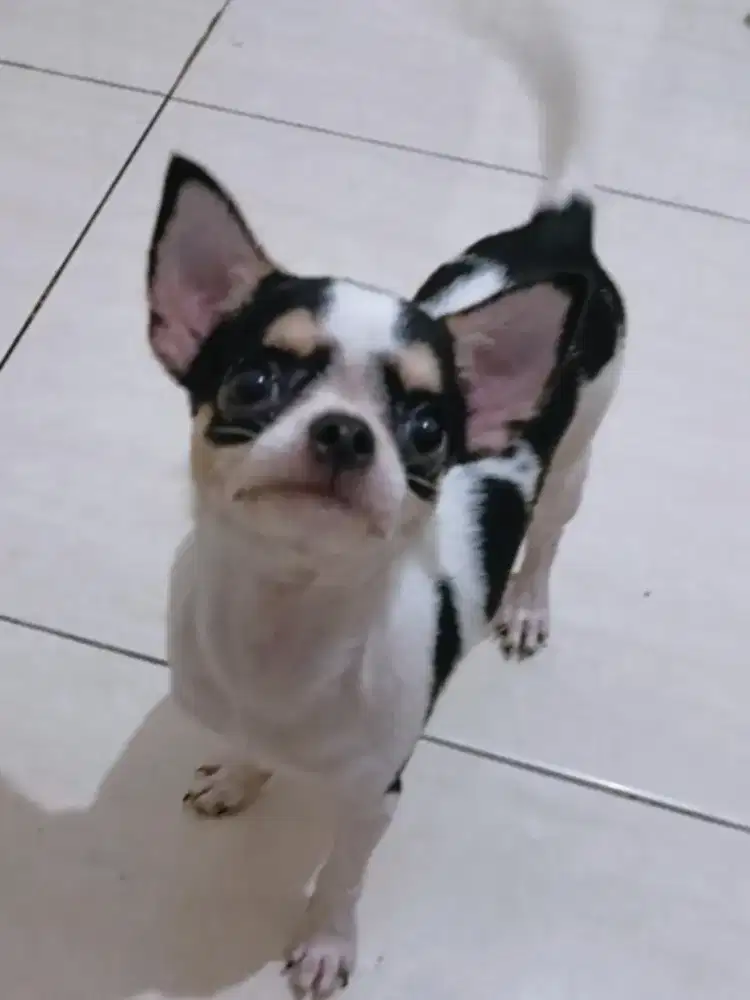 Jual Chihuahua Betina