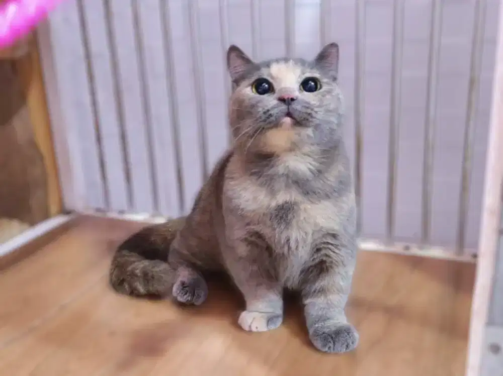 Kucing munchkin bsh betina blue tortie