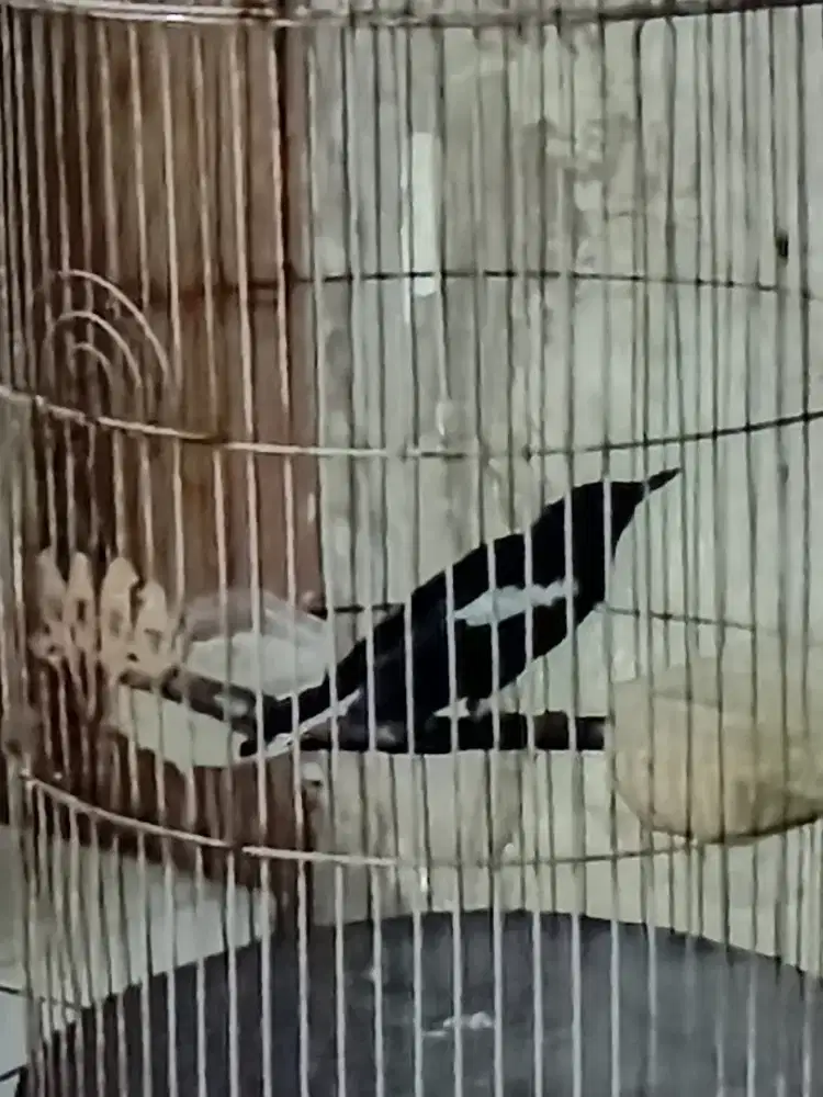 Kacer jabar jawa barat