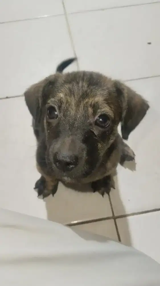 2 Dua Anjing Puppy Betina Ras Jenis Mongrel Campuran Mix Tekel Pitbull