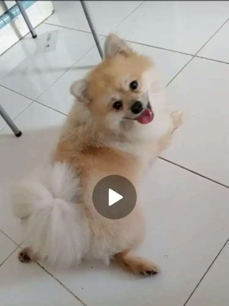 Pompom Pomeranian adorable