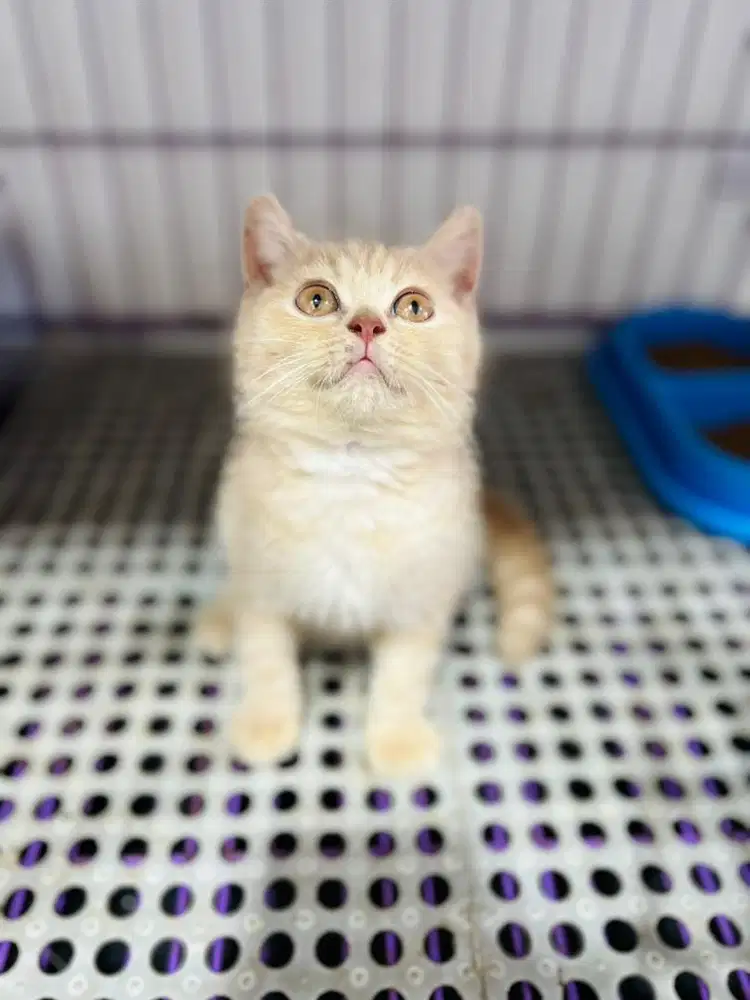 Britisht shothair cream orenge