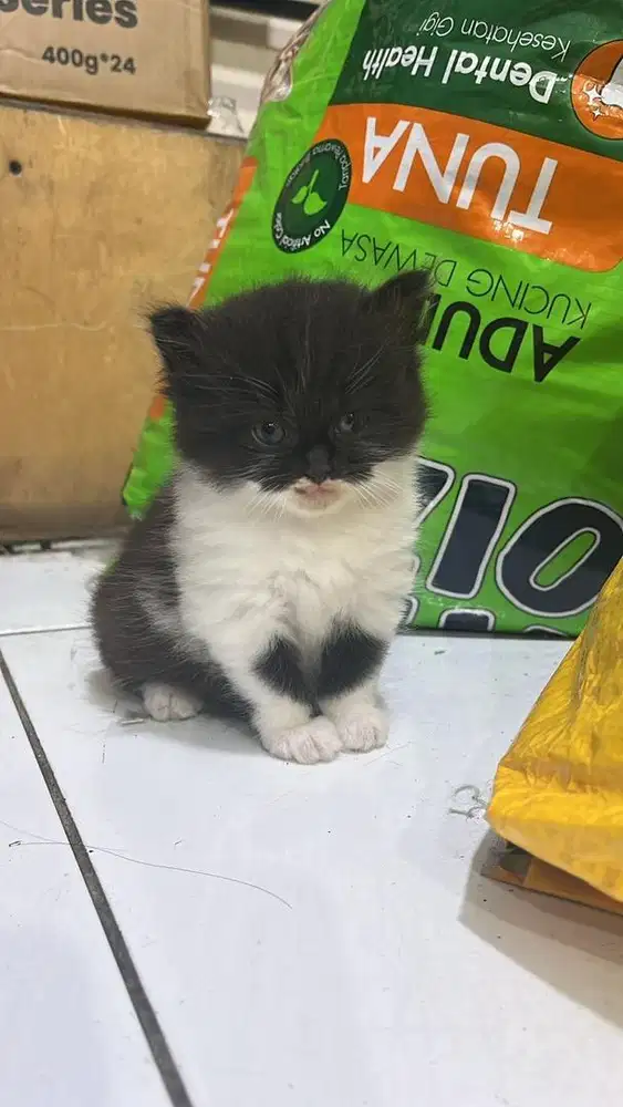Persian Anak kucing