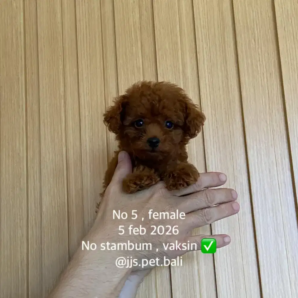 Toy poodle lucu gemes